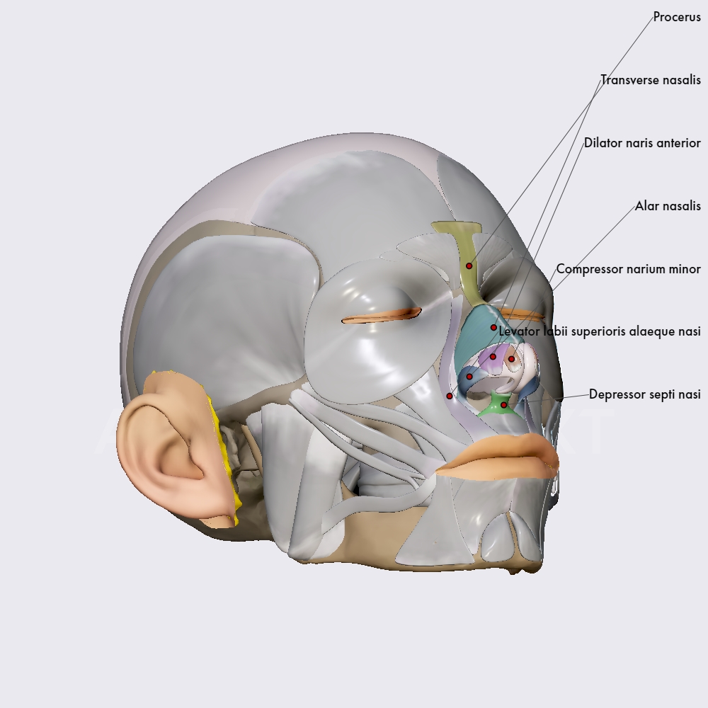 Nasal group of facial muscles